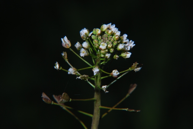 Capsella bursa-pastoris